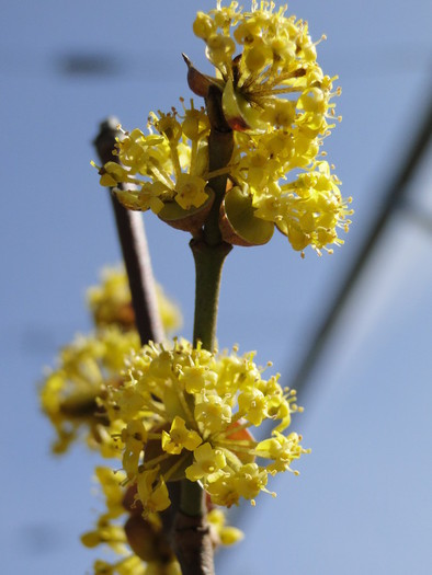 Cornus mas.jpg