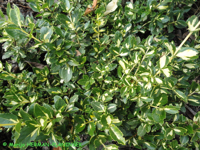 Euonymus fortunei Blondy.JPG