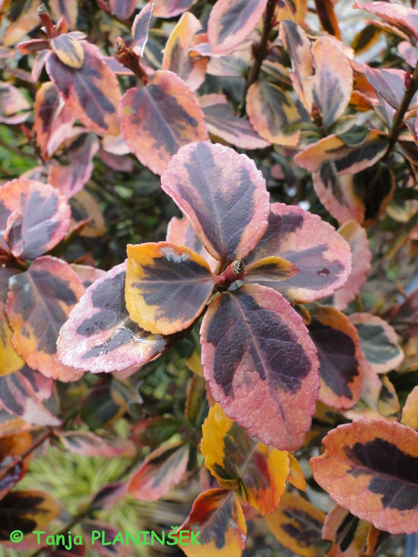 Euonymus fortunei 'Emerald Gaiety' (zimaska barva)