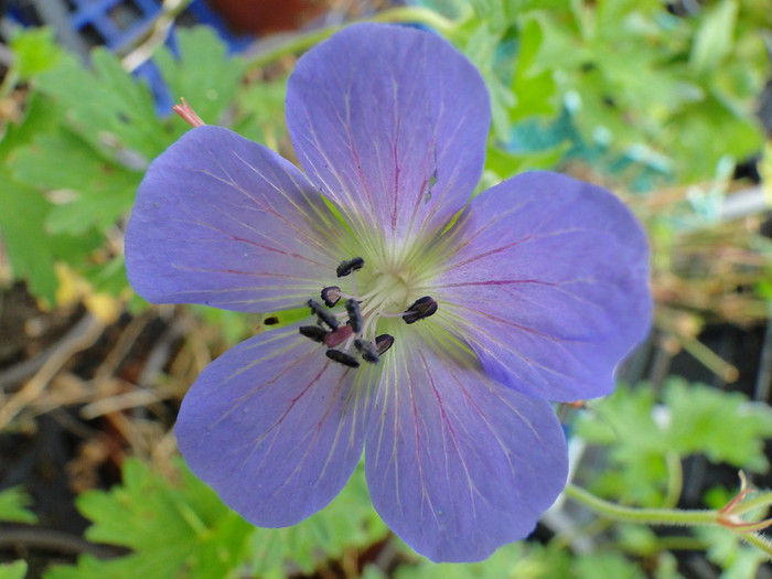Geranium Johnsons Blue 1.jpg