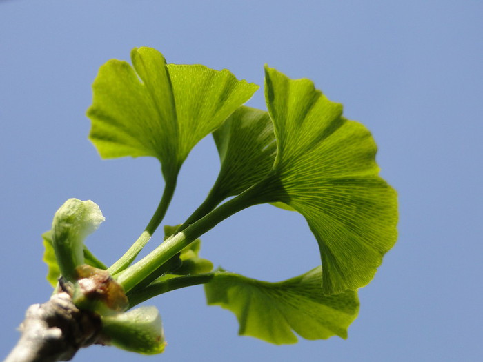 Ginkovec (Ginko biloba) ima zelene liste.jpg