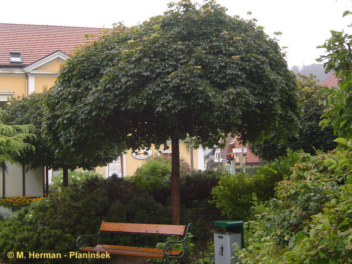 Okroglasi ostrolistni javor.jpg