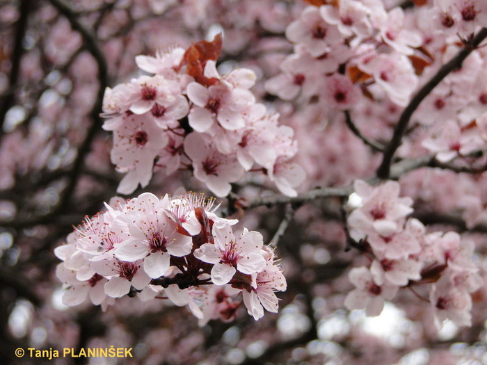 Prunus ceracifera Nigra.jpg