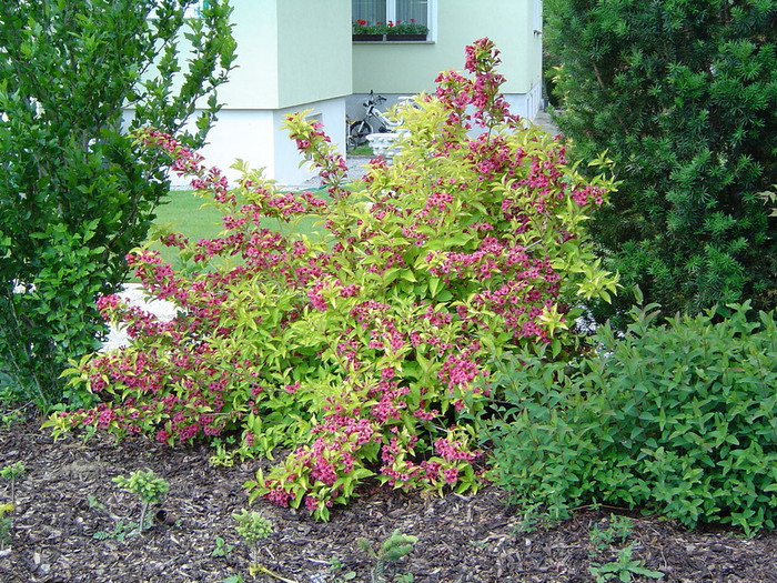 Rastline okoli hiše 004.jpg