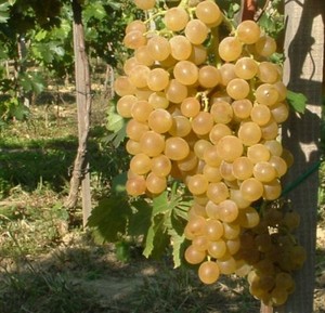 Poloskeu Muskataly.jpg