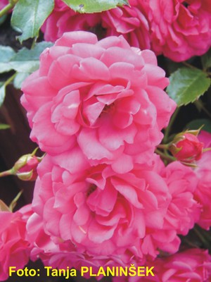 Rosa Heidetraum 1.jpg