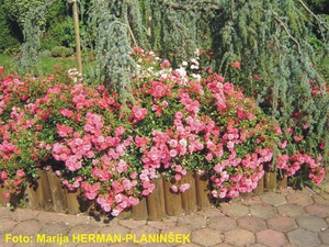 Rosa Heidetraum 2.jpg