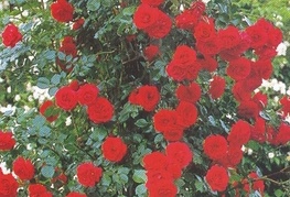 Rosa 'Sympathie' - vrtnica