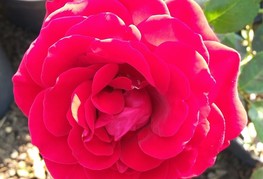 Rosa 'Don Juan' - vrtnica
