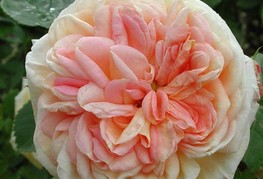 Rosa 'Alchymist' - vrtnica