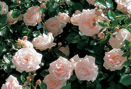Rosa 'New Dawn' - vrtnica