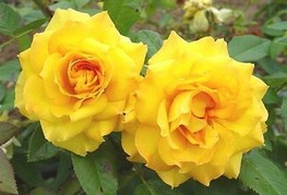 Rosa 'Royal Gold' - vrtnica