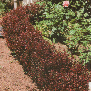 Berberis thunbergii Atropurpurea Nana.jpg