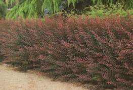 Berberis thunbergii 'Atropurpurea' - rdečelistni thunbergov češmin
