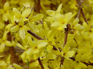 Forsythia x intermedia.jpg