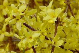 Forsythia x intermedia - forzicija