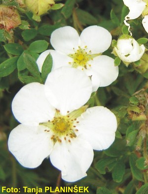 Potentilla fruticosa Abbotswood.jpg