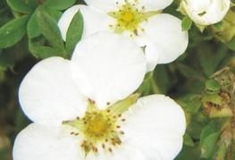 Potentilla fruticosa 'Abbotswood' - grmasti petoprstnik