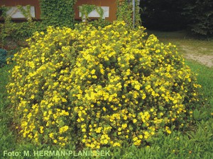 Potentilla fruticosa Goldstar 1.jpg