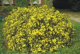 Potentilla fruticosa 'Goldstar' - grmasti petoprstnik