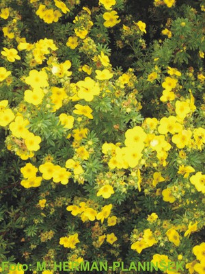 Potentilla fruticosa Goldstar.jpg