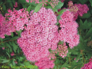 Spiraea japonica Anthony Waterer 1.jpg