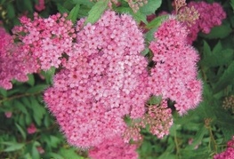 Spiraea japonica 'Anthony Waterer' (= S. x bumalda 'Anthony Waterer') - japonska medvejka