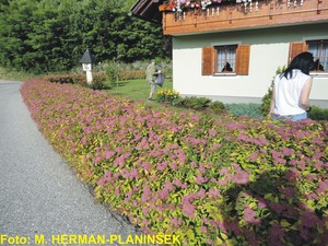 Spiraea japonica Goldflame 3.jpg