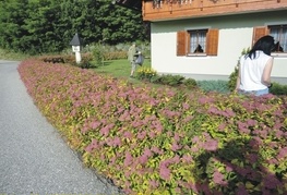 Spiraea japonica 'Goldflame' (= S. x bumalda 'Goldflame') - japonska zlatolistna medvejka