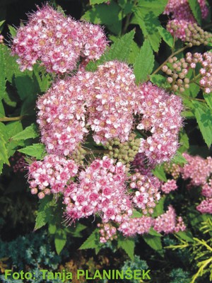 Spiraea japonica Little Princess.jpg