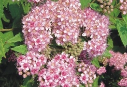 Spiraea japonica 'Little Princess' - japonska medvejka