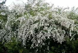 Spiraea x vanhouttei - vanhuttijeva medvejka