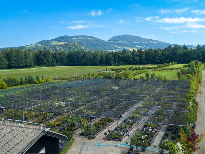 drevesnica_urejanje_vrtov/drevesnica_omorika-6