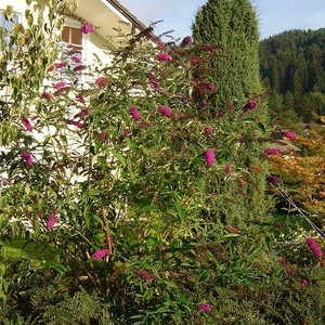 Buddlea davidii - metuljnik