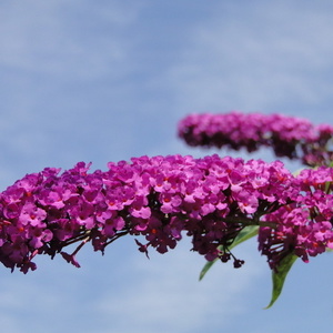 Buddleja davidii