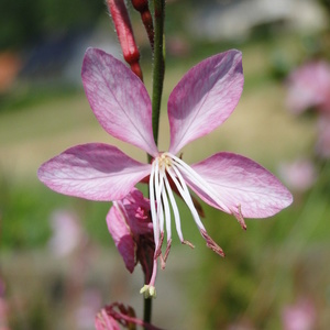 Gaura lindhemeri