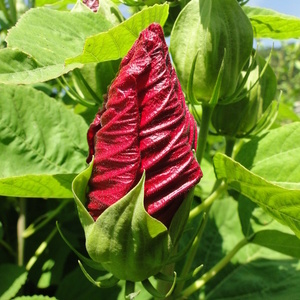 Hibiscus moeschetus 'Cristi' (popek)