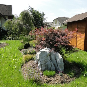 Acer palmatum 'Dissectum Garnet'