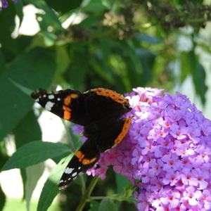 Buddleja davidii in metuljček