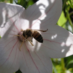 Platycodon grandifloru F1 'Astra Rose'