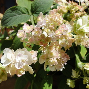 Hydrangea invulucrata