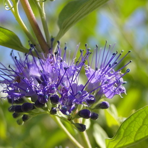 Caryopteris incana