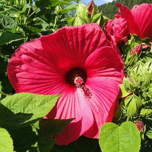 Hibiscus moeschetus 'Cristi' 