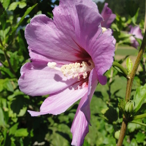 Hibiscus syriacus