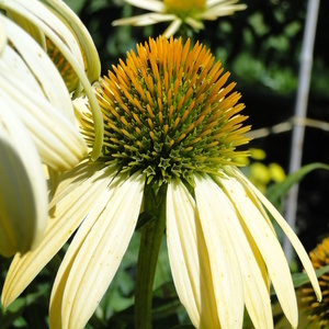 Echinacea purpurea 'Sunrise'