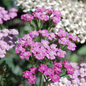 Achillea millefolium 'Pink Grapefruit'