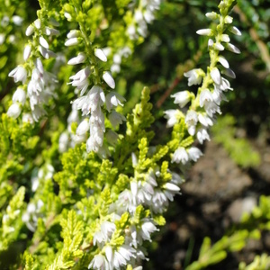 Calluna vulgaris