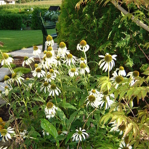 Echinacea purpurea ''Alba'' - ameriški slamnik