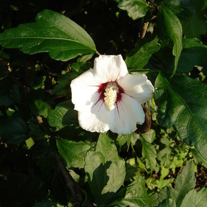 Hibiscus syriacus ''Red Eye'' - hibiskus