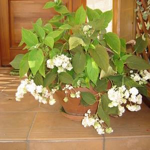 Hydrangea involucrata - hortenzija